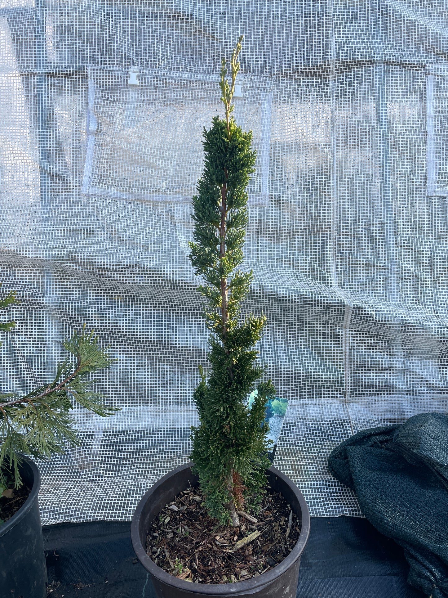 Chamaecyparis lawsoniana 'Wissel's Saguaro' 70-80 cm