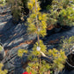 Pinus parviflora ‘Ogon-janome’ - 65 cm