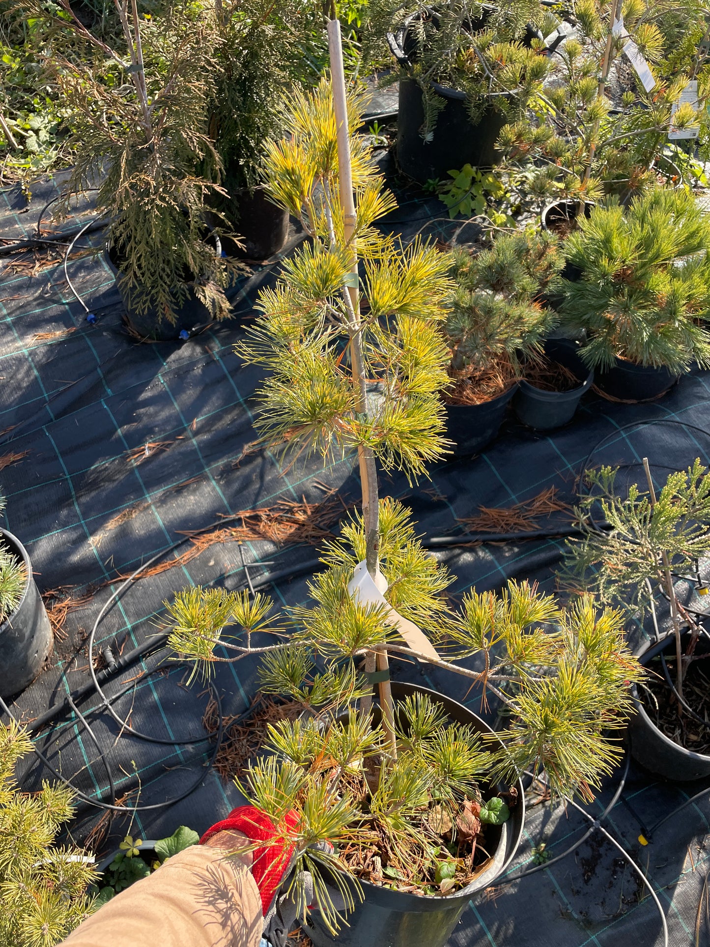 Pinus parviflora ‘Ogon-janome’ - 65 cm