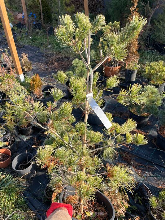 Pinus parviflora 'Ogon Goyo' - 75 cm