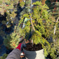 Chamaecyparis lawsoniana 'Pendula' 80 cm