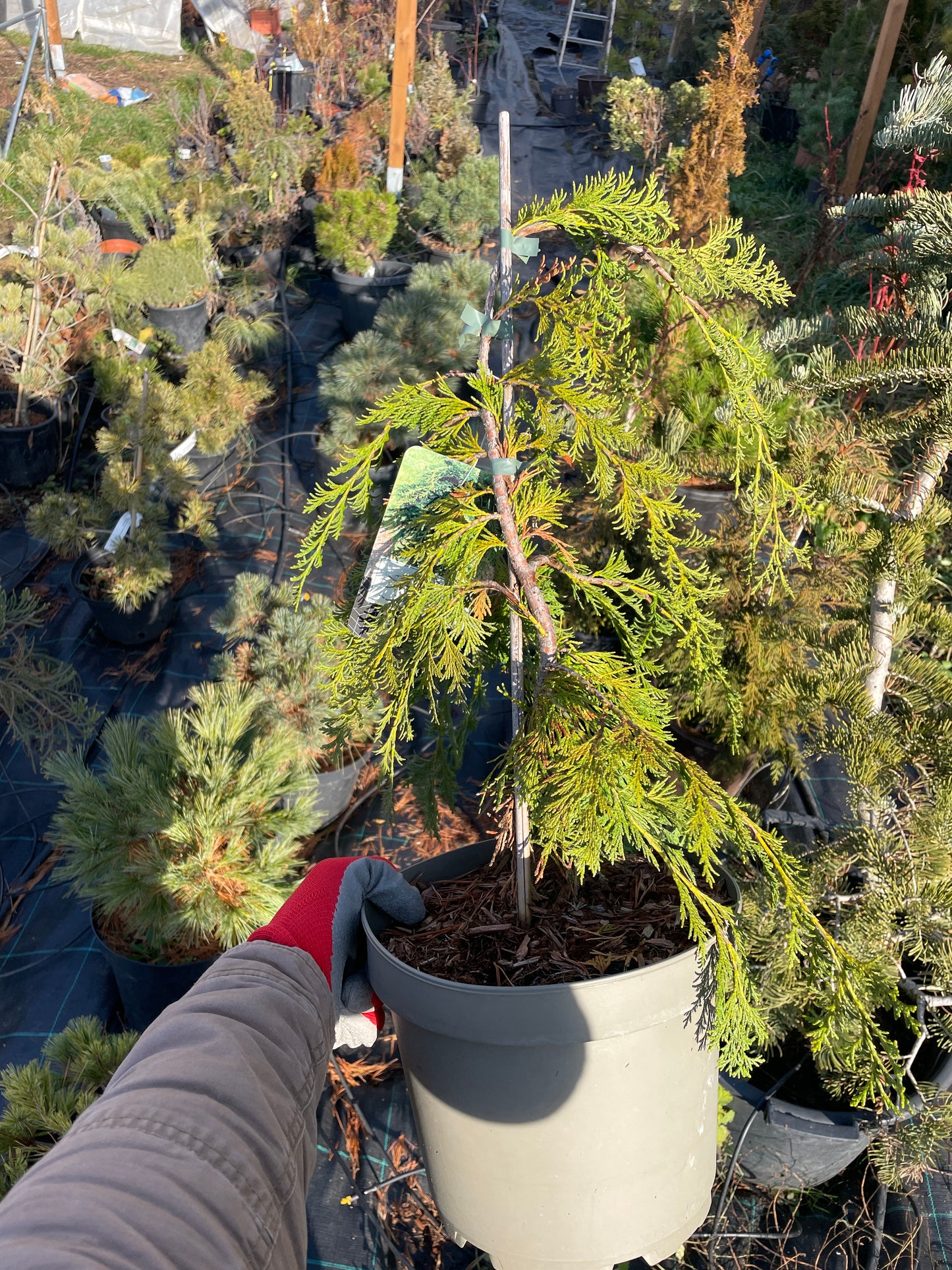 Chamaecyparis lawsoniana 'Pendula' 80 cm