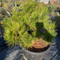 Pinus thunbergii 'Maijima' - Pin negru japonez 'Maijima' 50-55 cm