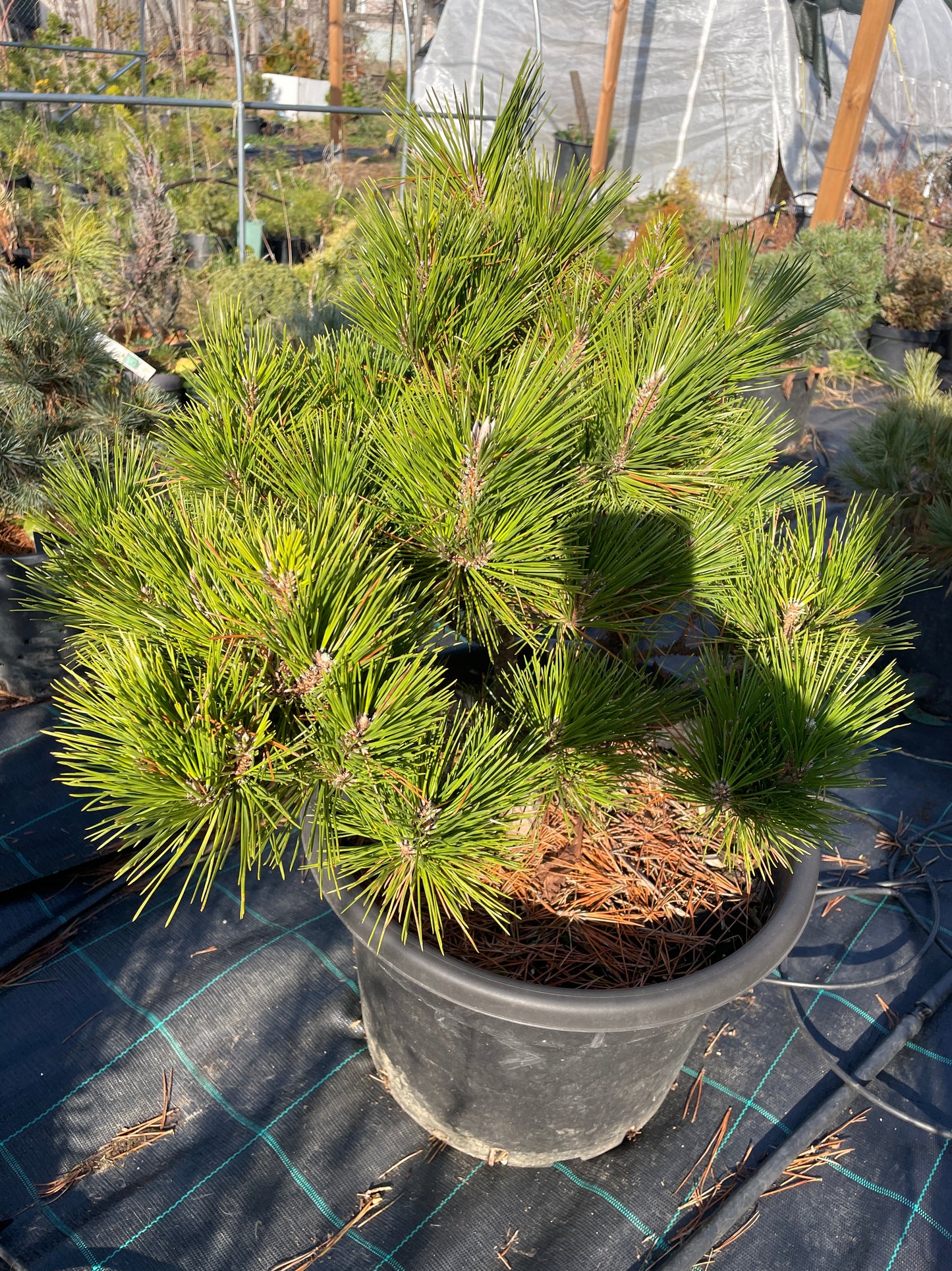 Pinus thunbergii 'Maijima' - Pin negru japonez 'Maijima' 50-55 cm