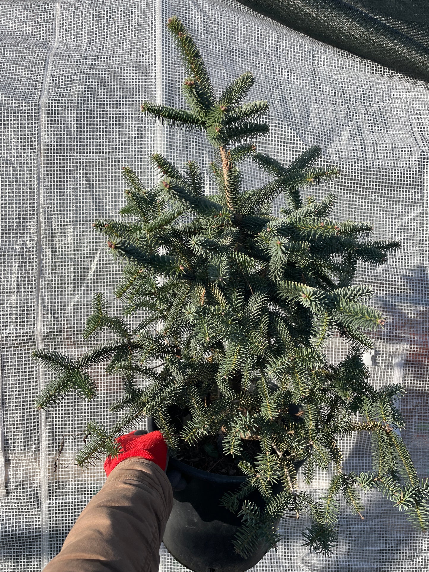 Brad Abies pinsapo 'Aurea' - 45 - 50 cm