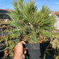 Pinus strobus 'Radiata' 55-60 cm
