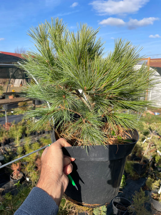 Pinus strobus 'Radiata' 55-60 cm