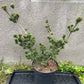 Pinus parviflora 'Koko-no-e' - 50-55 cm