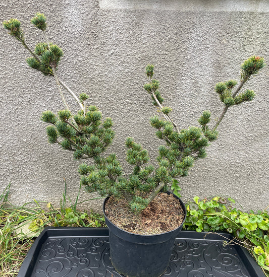 Pinus parviflora 'Koko-no-e' - 50-55 cm