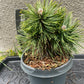 Pinus mugo 'Green Pearl' - 20 cm