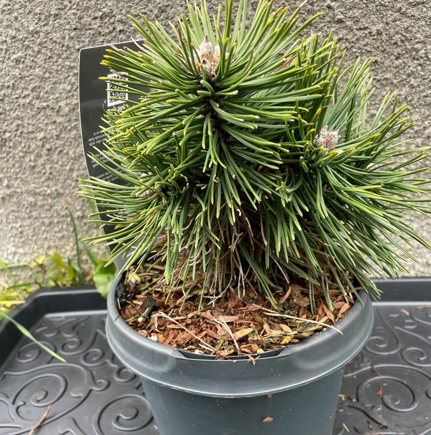 Pinus mugo 'Green Pearl' - 20 cm