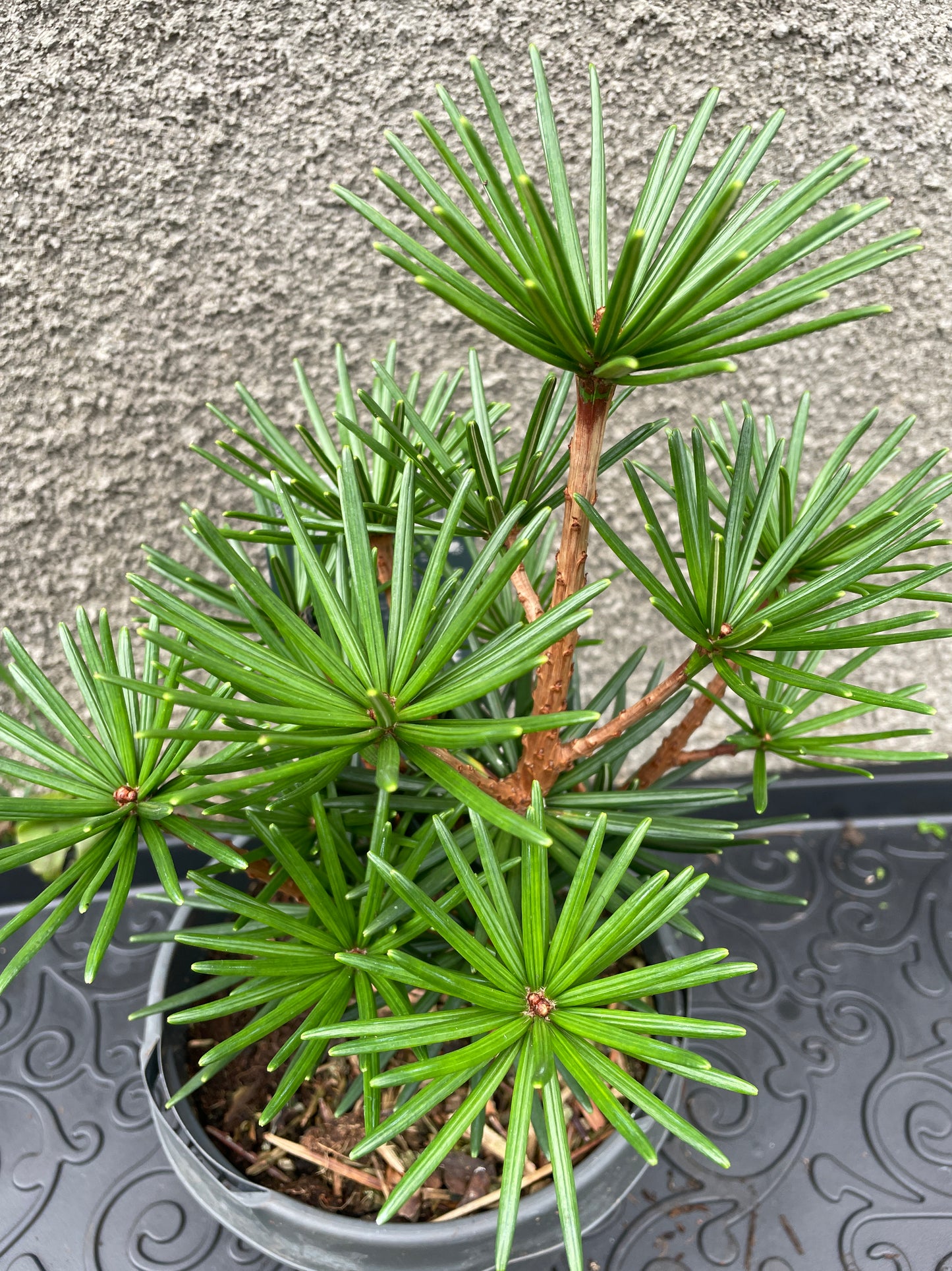 Sciadopitys verticillata 'Green Diamond' - 30 cm