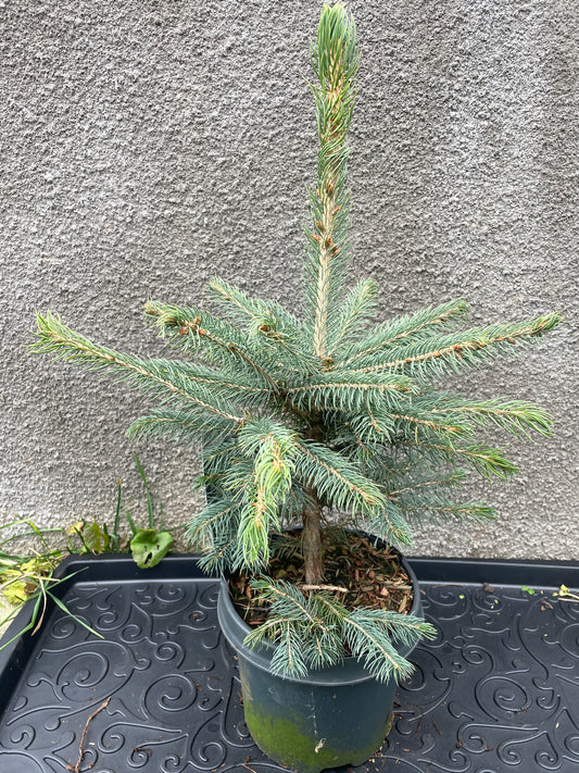 Molid argintiu - Picea pungens 'Glauca' - 40-45 cm