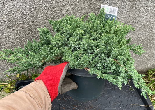 Juniperus procumbens 'Nana'