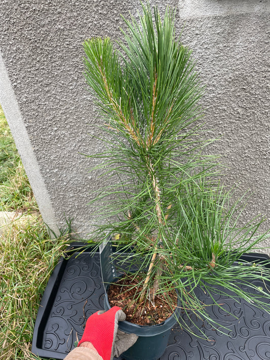 Pin negru japonez- Pinus thunbergii - 50-55 cm