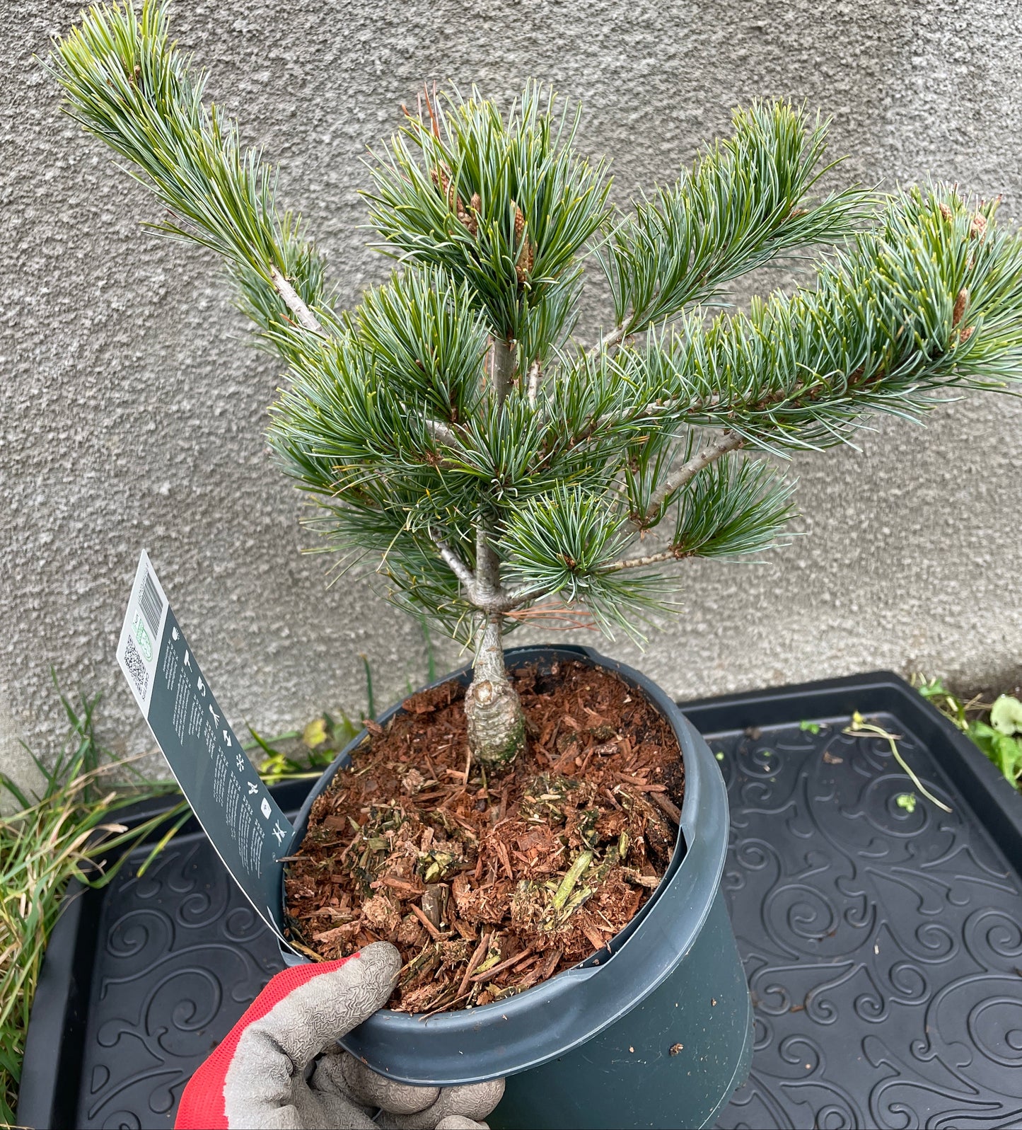 Pinus parviflora 'Negishi' - 30-35 cm