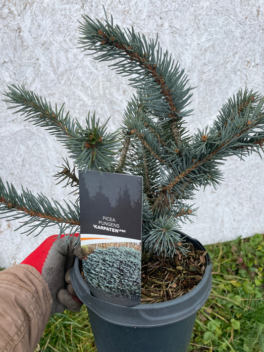 Picea pungens 'Karpaten' - 30-35 cm