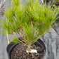 Pinus densiflora 'Heavy Bud' - 30-35 cm