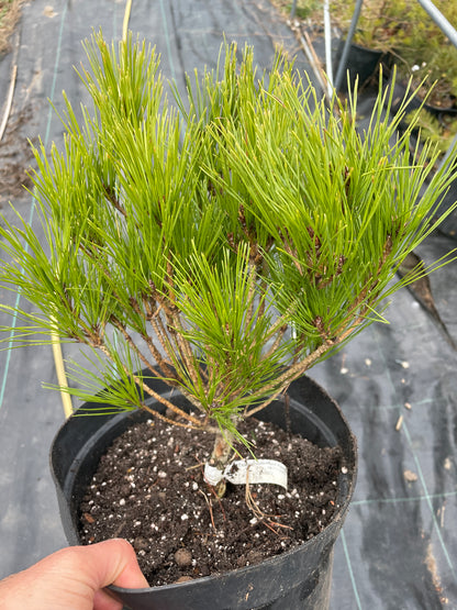 Pinus densiflora 'Heavy Bud' - 30-35 cm, 35-40 cm
