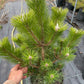 Pinus thunbergii 'Sayonara' - 55 cm