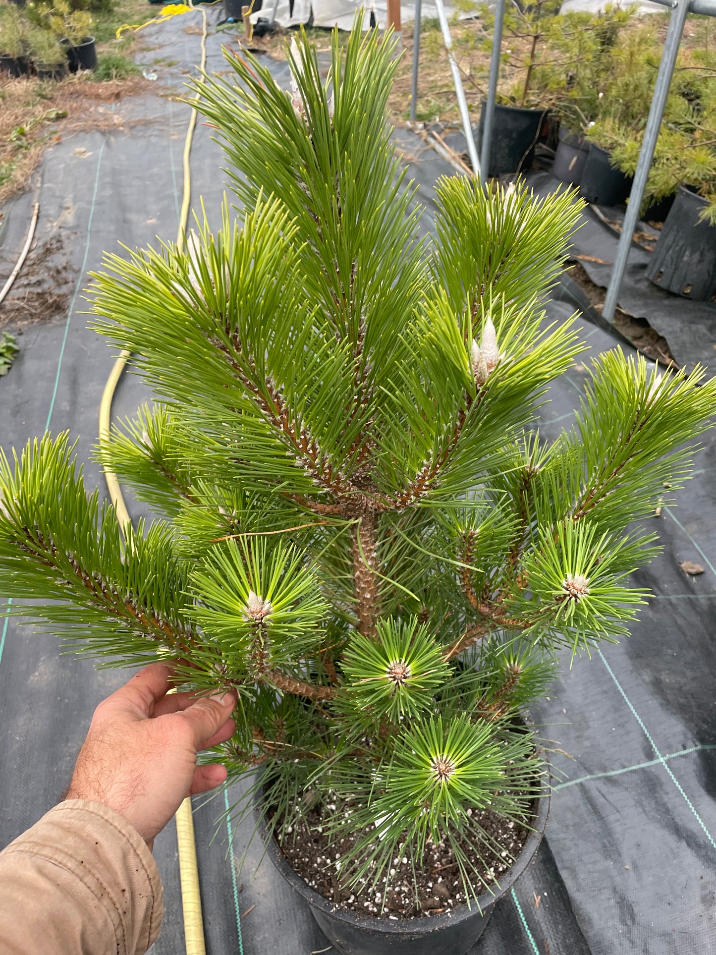 Pinus thunbergii 'Sayonara' - 55 cm