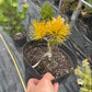 Pinus contorta 'Chief Jopseph' - 15-20 cm