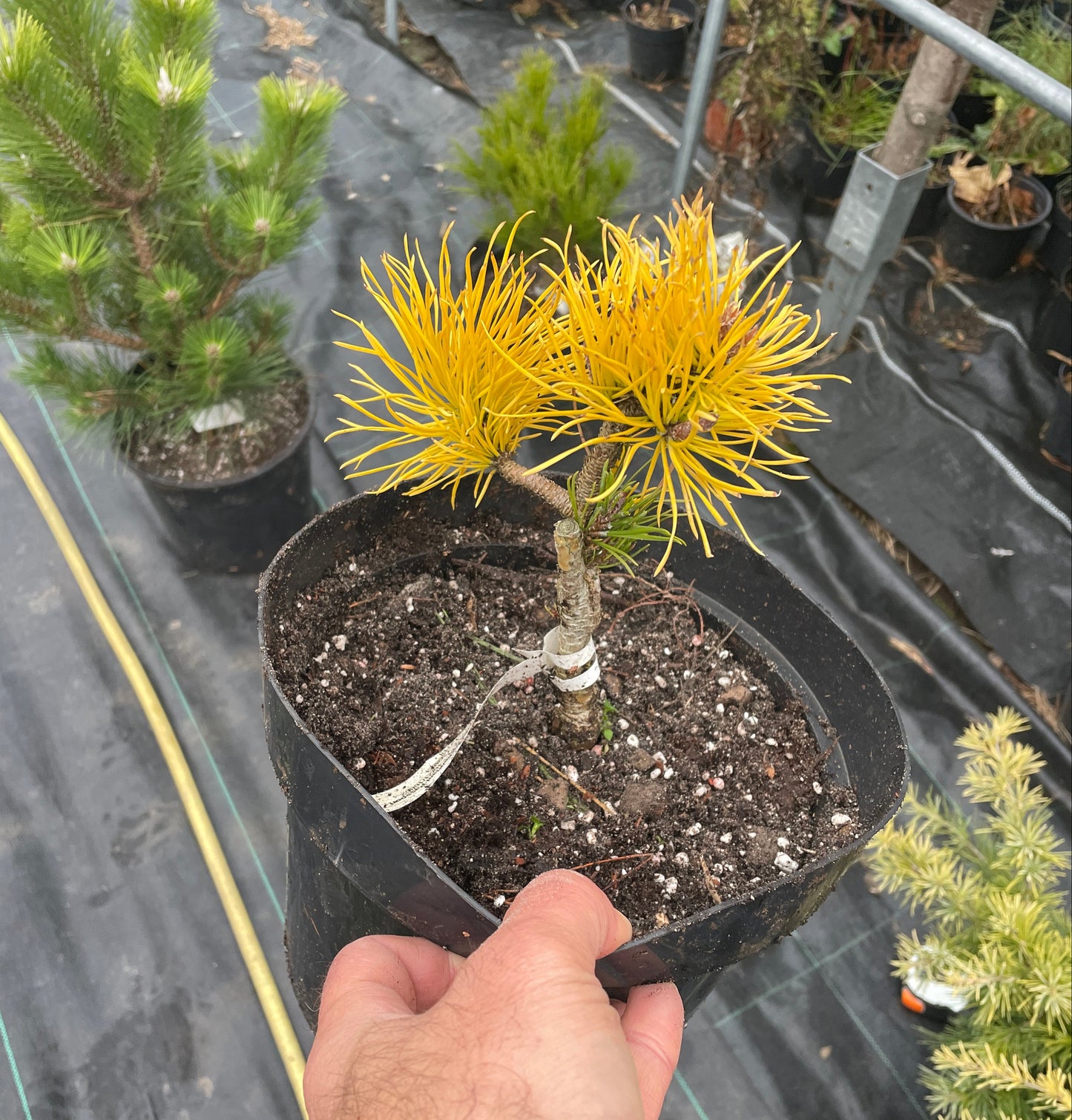 Pinus contorta 'Chief Jopseph' - 15-20 cm