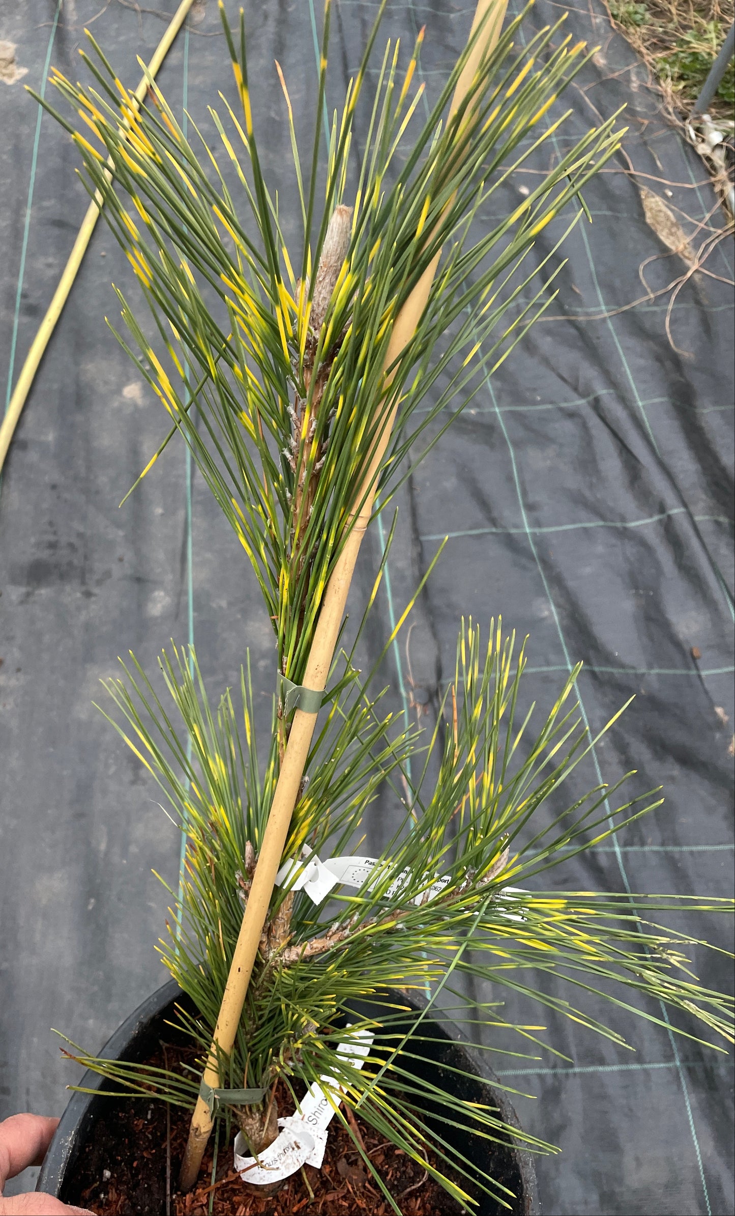 Pinus thunbergii 'Shirome-Janome' - 45 cm