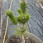 Pinus contorta 'Spaan's Dwarf' - 25-30 cm