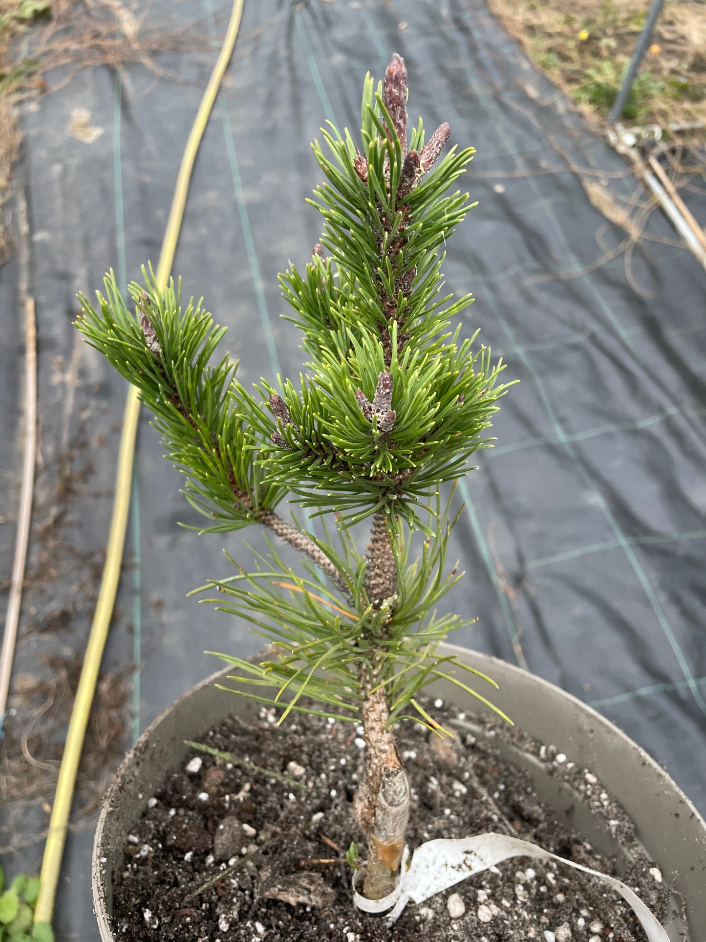 Pinus contorta 'Spaan's Dwarf' - 25-30 cm