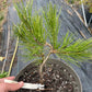 Pinus densiflora 'Shiro Nishiki' - 30 cm
