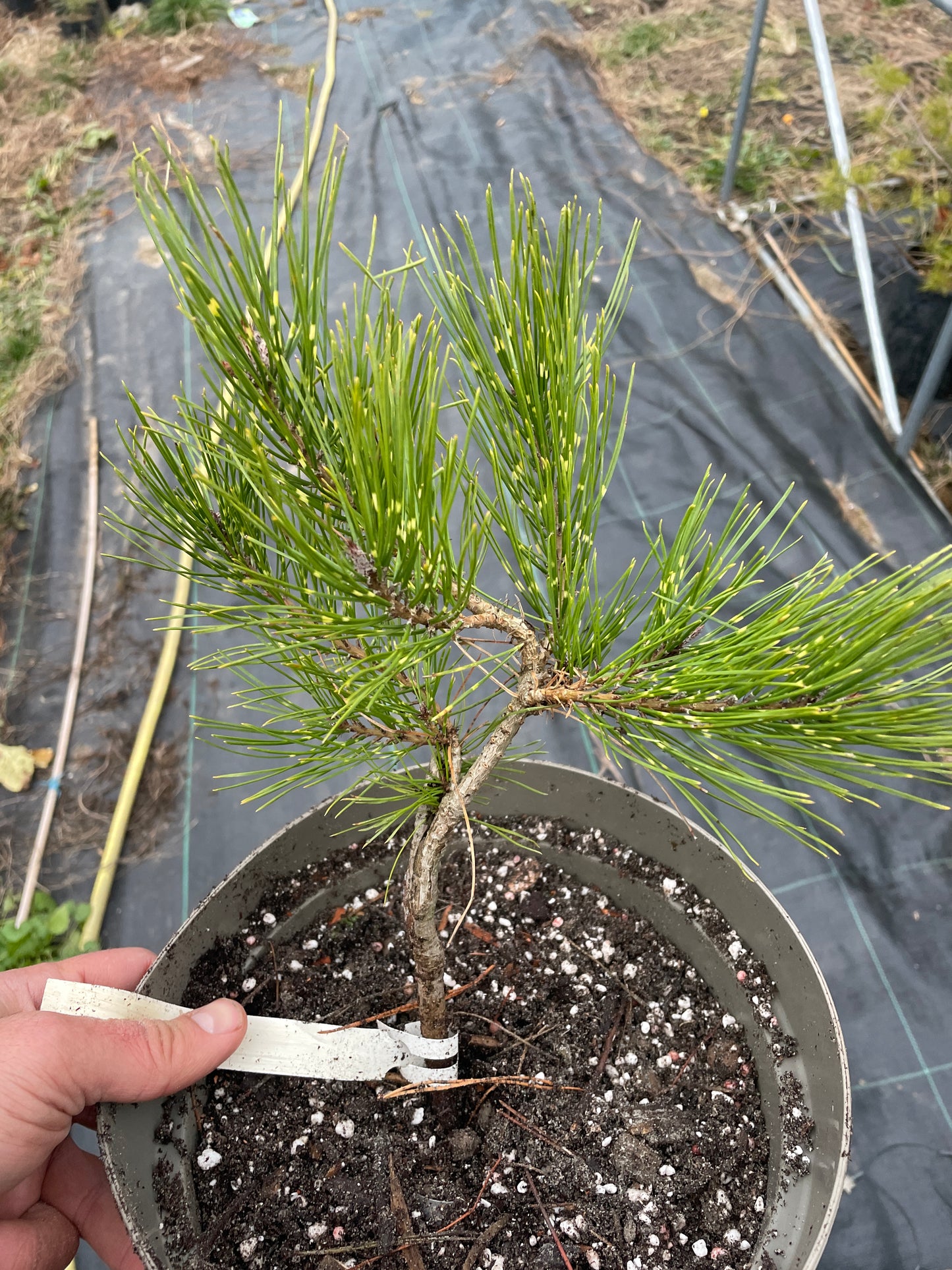 Pinus densiflora 'Shiro Nishiki' - 30 cm