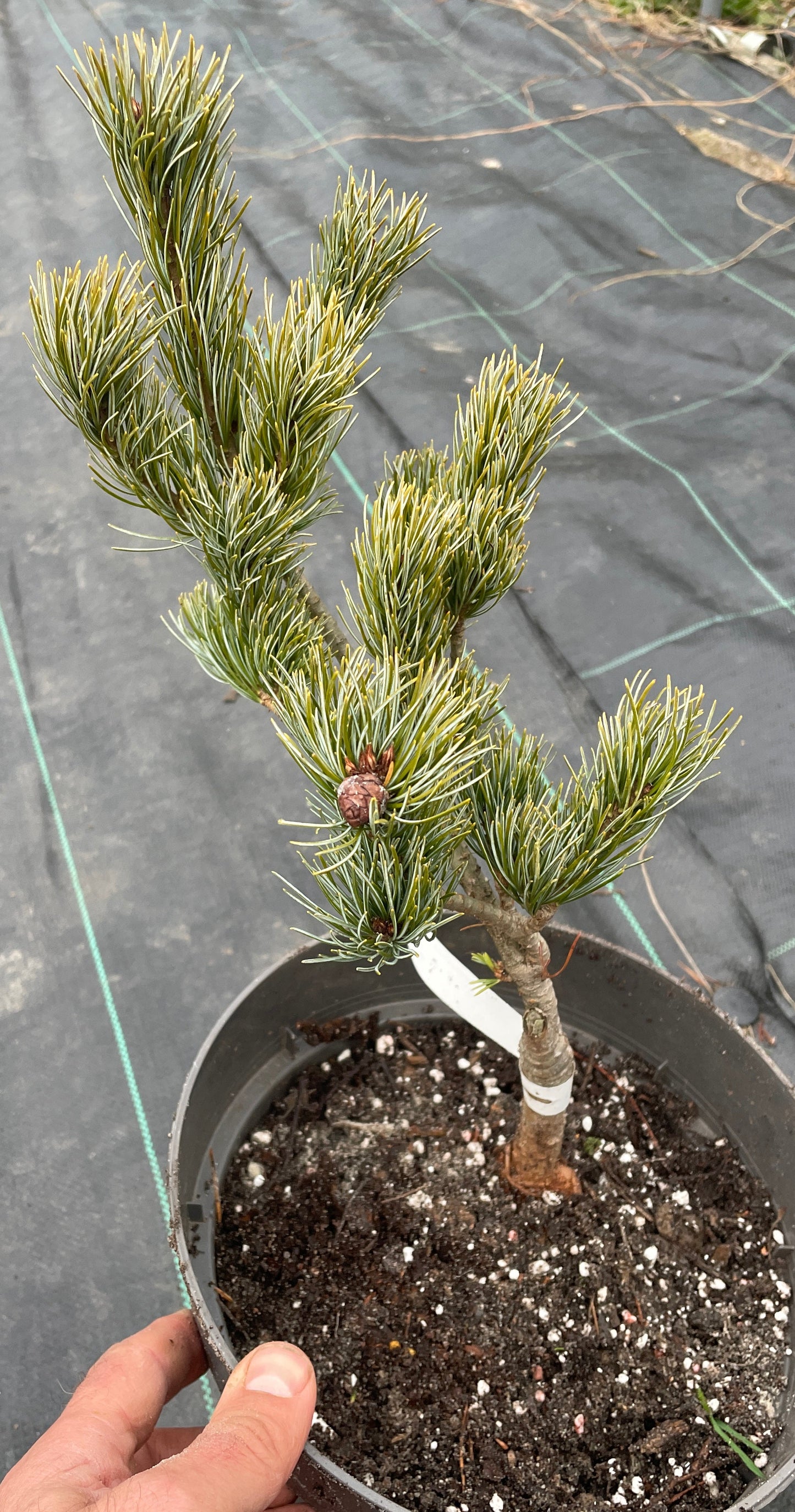 Pinus parviflora 'Ohh La La' - 33 cm
