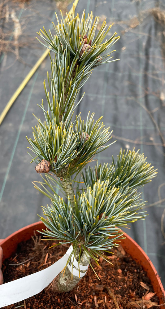 Pinus parviflora 'Aoi' - 28-30 cm
