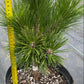 Pinus thunbergii 'Thunderhead' - 35, 55 cm