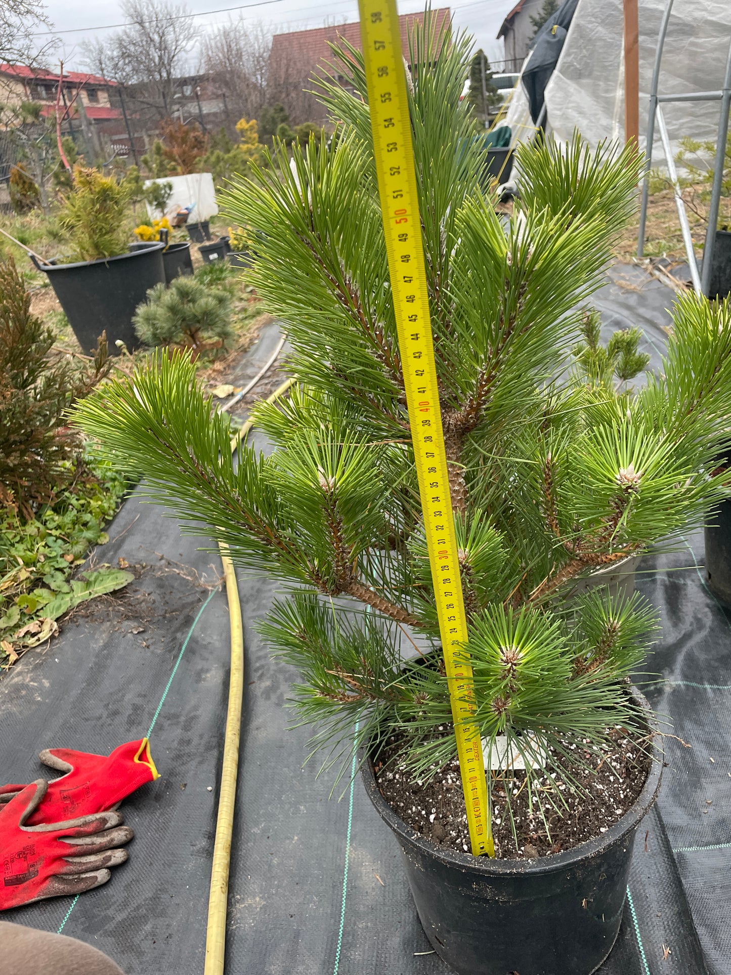 Pinus thunbergii 'Sayonara' - 55 cm