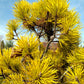 Pinus contorta 'Chief Josef' - 30 cm