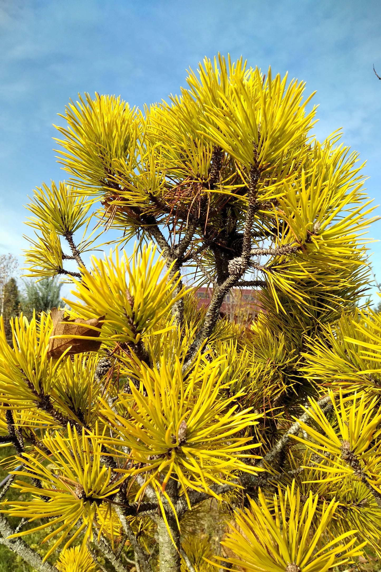 Pinus contorta 'Chief Josef' - 30 cm