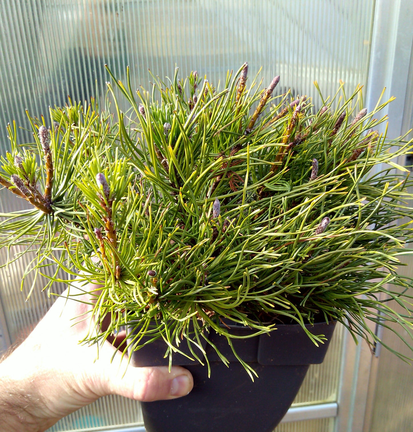 Pinus mugo mughus