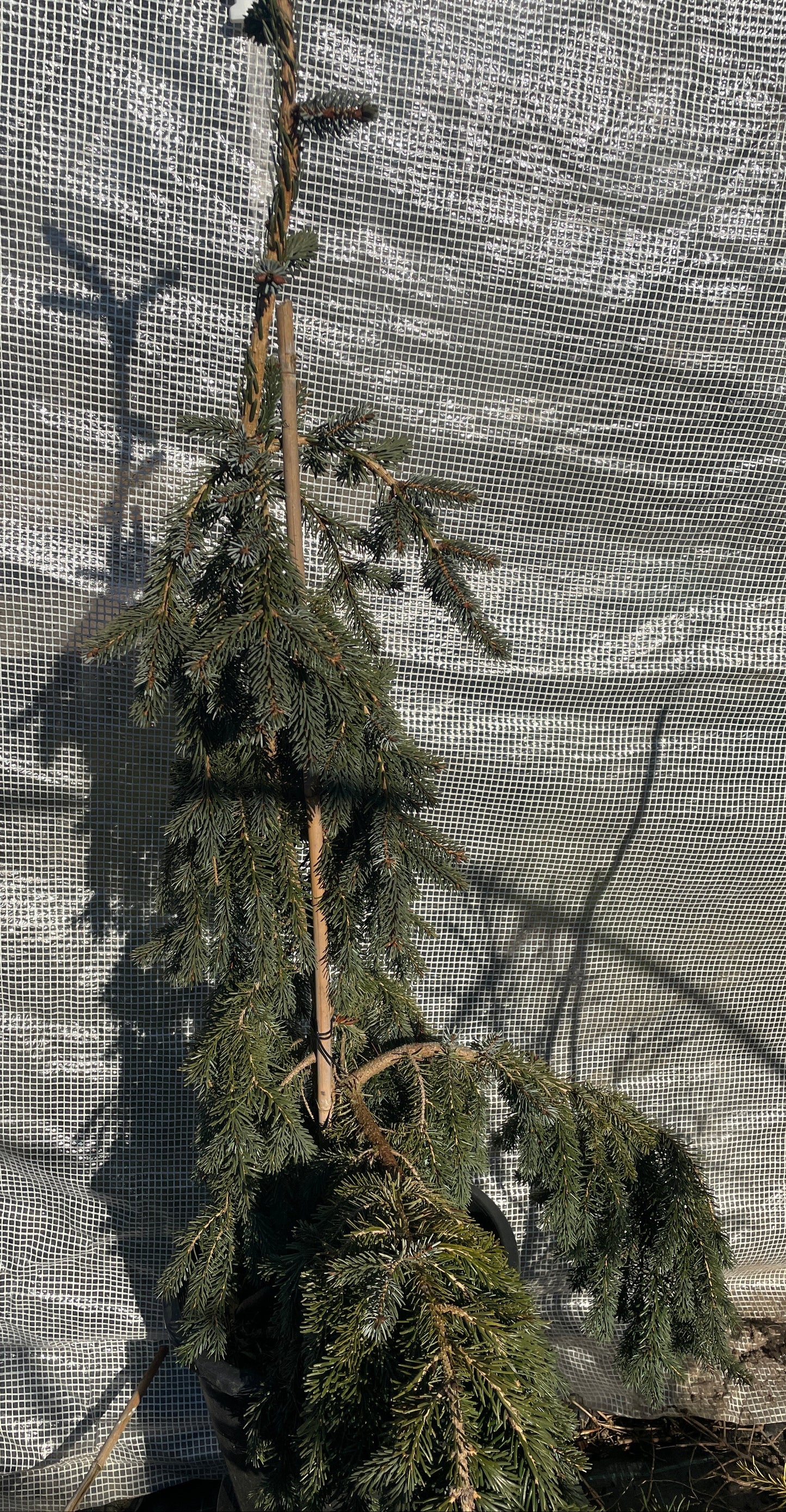 Picea omorika 'Pendula' - 90-100 cm