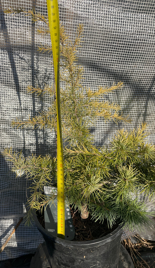 Cedrus deodara 'Golden Horizon' 45-50 cm