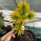 Pinus contorta 'Chief Joseph' - 25-30 cm