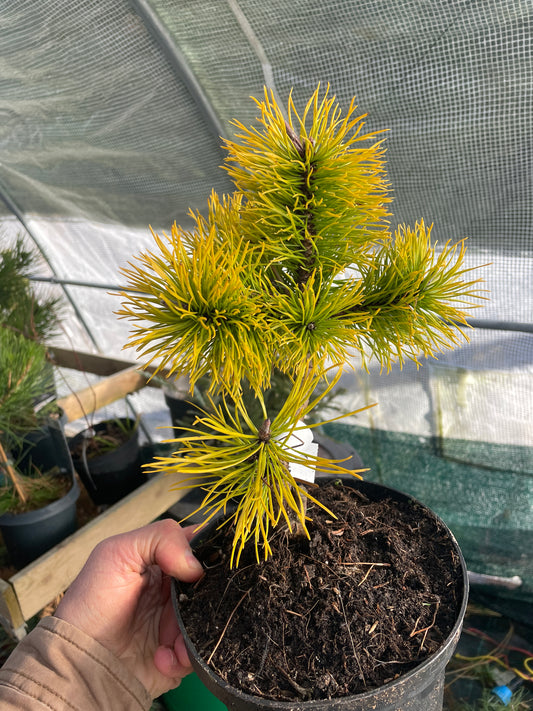 Pinus contorta 'Chief Joseph' - 25-30 cm