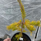 Pinus pungens ‘Johnny’s Goldstrike’ - 40-45 cm