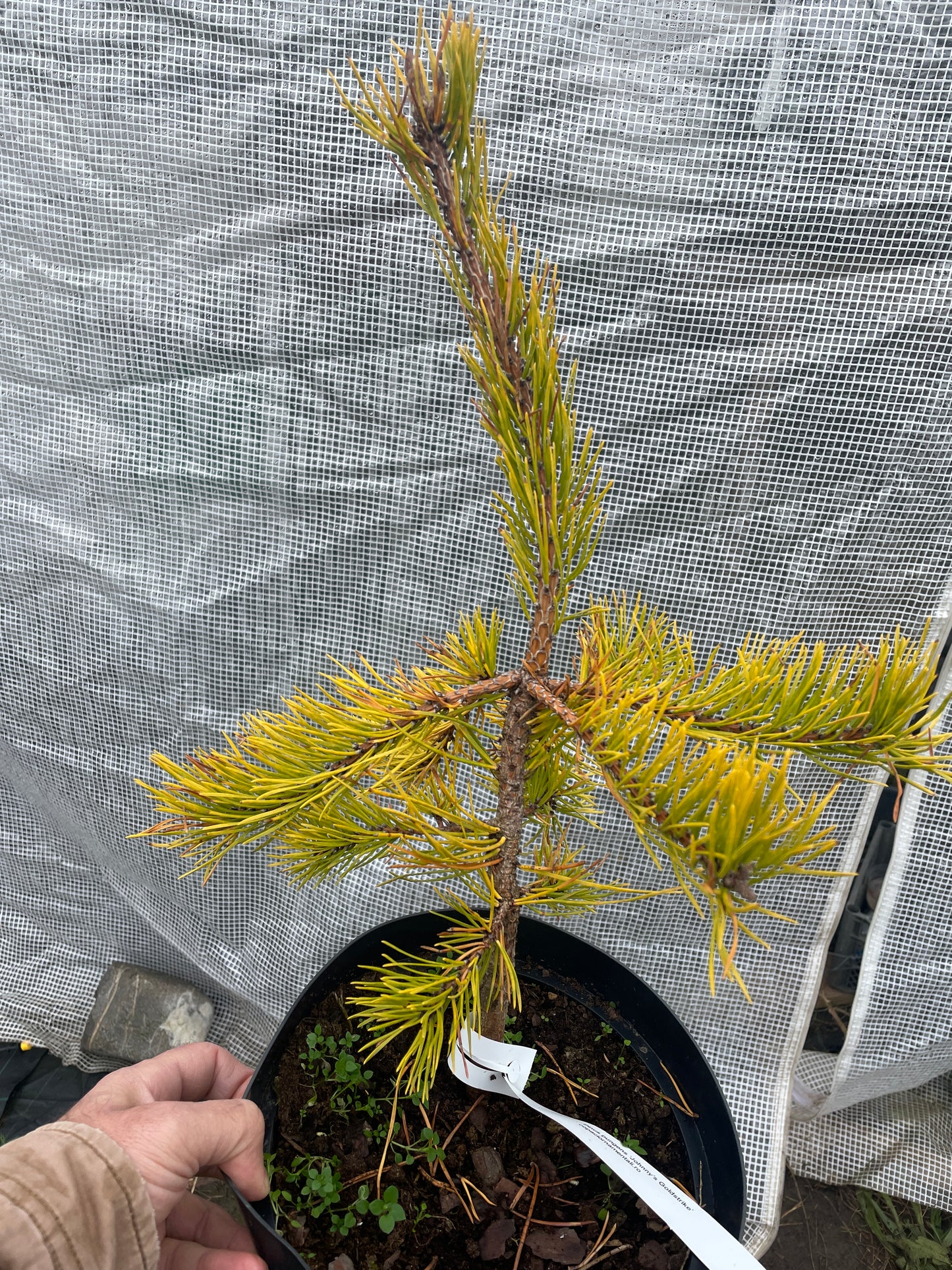 Pinus pungens ‘Johnny’s Goldstrike’ - 40-45 cm
