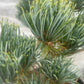 Pinus parviflora 'Beran' - 30-35 cm