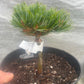Pinus parviflora 'Filip's Blue Diamond' - 15 cm