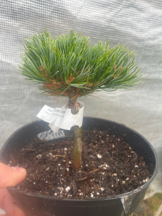 Pinus parviflora 'Filip's Blue Diamond' - 15 cm