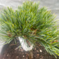 Pinus parviflora 'Filip's Blue Diamond' - 15 cm