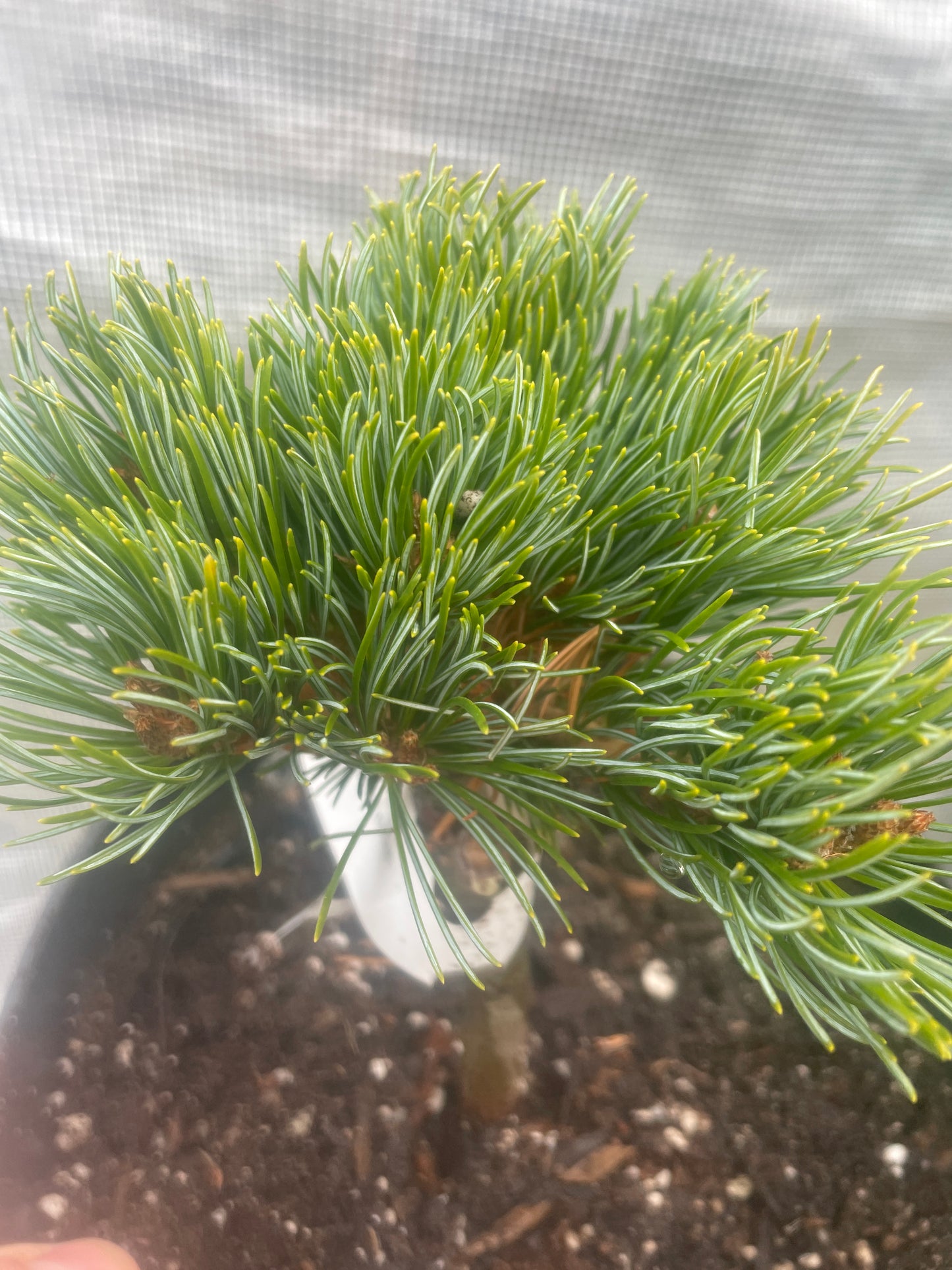 Pinus parviflora 'Filip's Blue Diamond' - 15 cm